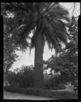 Palm tree at Rancho Las Tunas, San Gabriel, 1936