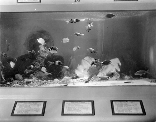 [Hawaiian fish tank inside the Steinhart Aquarium in Golden Gate Park]