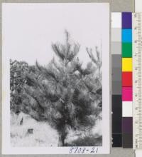 Dr. McNulty's Monterey Pine Plantation in Healdsburg. Tree #5 after pruning. This one pruned in top and center side branches cut out. March 1955. Metcalf