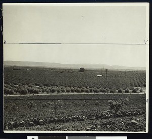 Orange groves on what may be the Irvine Ranch, Orange County, ca.1910