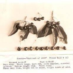Display of Luther Burbank cherries identified as "Earliest of 1909" Trees G-10 & 11,"1927