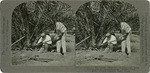 Dates 1. - Removing "offshoot" (3 years old) from parent tree for transplanting. Deglet Noor date. Cook's Garden, Indio, Calif., 101