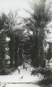 Palm Avenue, Bonginda, Congo, ca. 1900-1915