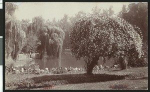 Willows and tree in bloom around a river bend