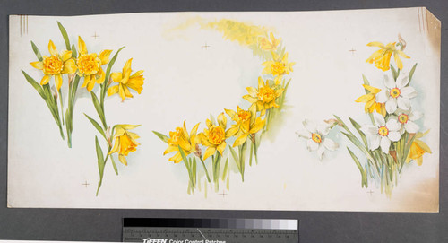 [Proof sheet of 3 daffodil images]