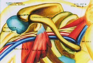 Illustration of dissection of the neck and right shoulder showing the relation of the brachial plexus to the adjacent structures, anterior view