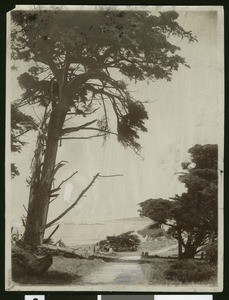 Monterey coastline, ca.1900