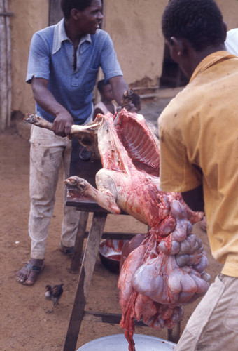 Men butchering a pig, San Basilio de Palenque, 1976