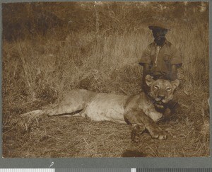 Lioness, Mozambique, 1918