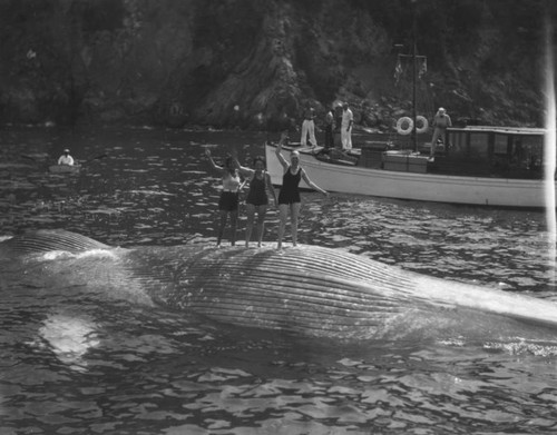 Whale at Catalina