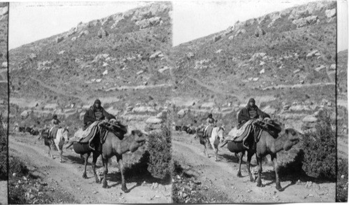 Bedouins on the March. Palestine