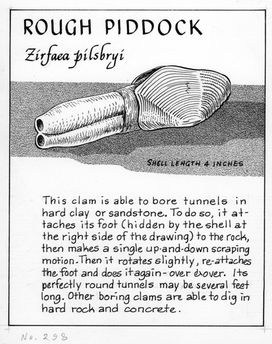 Rough piddock: Zirfaea pilsbryi (illustration from "The Ocean World")