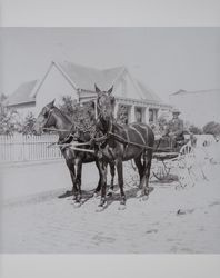 Street scene with a parked wagon drawn by a matched pair of horses, Petaluma, California, about 1900