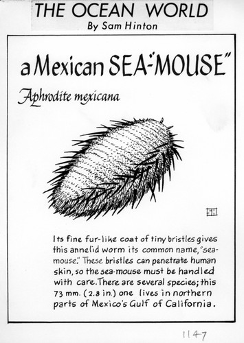 A Mexican sea-"mouse": Aphrodita mexicana (illustration from "The Ocean World")