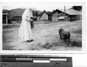 A Maryknoll Sister photographing a pig at Lipu, China, 1949