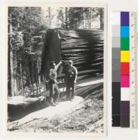 Redwood. Butt of the tree shown in #7144-7145 after felling and the chopping crew. 7-23-42, E.F
