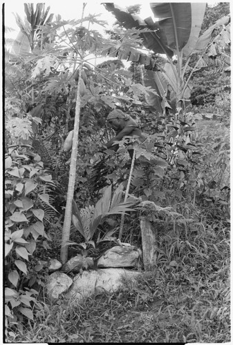 Plants. Maenaa'adi in garden