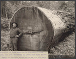 14 ft log in Big Basin