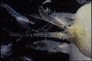 Krill on ice algae, Antarctica, 1980s-1990s