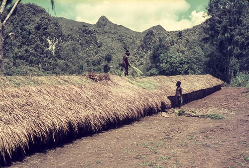 Thatching a longhouse (yaeada) for a later pig ceremony