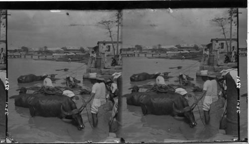 Washing buffaloes in the Pasig River, Manila, Philippine Islands