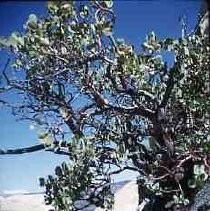 Slides of California Historical Sites. Manzanita Tree, San Carlos Pass, Riverside, County, Calif
