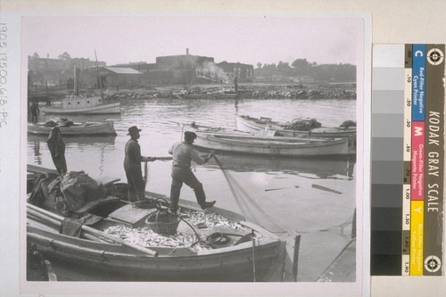 Fish boats loaded with herring. California Fruit Canners Association building in distance. Ca. 1905