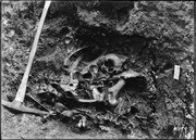 Pit 60. Mass of bones. (RLB-199)