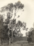 Eucalyptus, S[anta] M[onica] Canyon