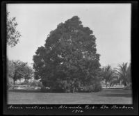 Acacia mollissima at Alameda Park, Santa Barbara, 1912