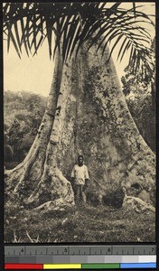 A giant tree, Congo, ca.1920-1940