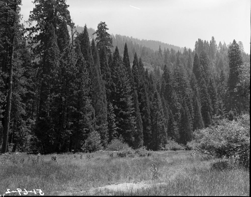 Miscellaneous Meadows, Redwood Meadow and Giant sequoias. Montane Meadow Plant Community