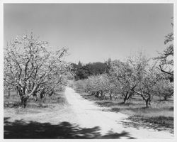 Apple orchard in bloom