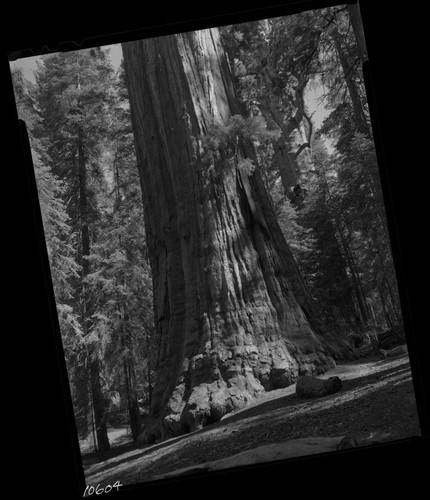 Misc. Named Giant Sequoias. President's Tree, Congress Grove