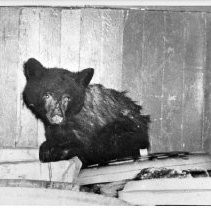 Bear Cub Seeks Shelter