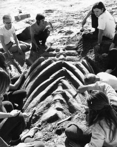 Excavating a whale skeleton