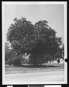 Unidentified tree alongside a paved road