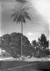 Trees and shrubs near a road, Tanzania, ca.1893-1920