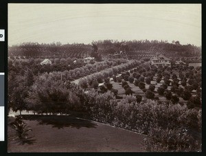 Panoramic view of an ornate Victorian home surrounded by orange groves, ca.1900