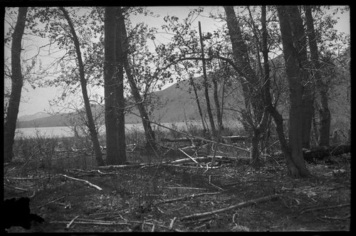 Trees near Mono Lake, Mono County, [1929?]
