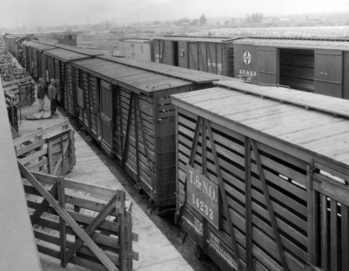 Loading at L.A. Union Stockyards