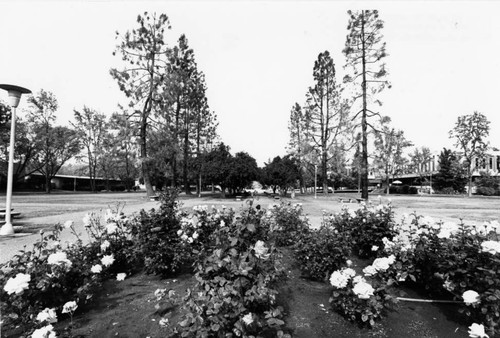 New campus-Blossoms and flower gardens-0006