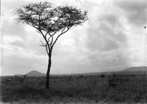 Tree in the savannah, Tanzania, ca.1893-1920