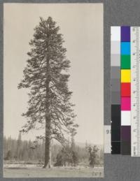 A lordly Western Yellow Pine, diameter 66", height 150 ft. On Spanish Ranch, Plumas County, California. August, 1920. E.F