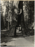 Mariposa Grove California Tree
