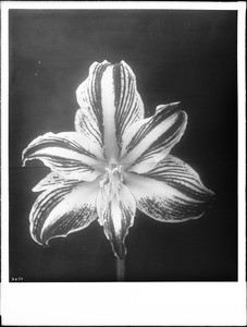 Specimen of an Amaryllis flower, ca.1920