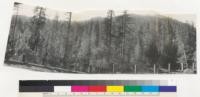 Redwood Region. Residual stand left by Roy Hale's logging on Sage tract opposite Weott and adjoining Perrott property. Panoramic series taken from Highway post C 583+67, above N. D. G. W. [Native Daughters of the Golden West] Grove. Posts in photos mark widening bulkhead. 1-4-42 E.F