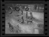Lions playing with tires at Gay's Lion Farm, El Monte, 1935