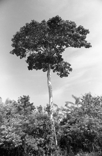 Tree, San Basilio de Palenque, 1976