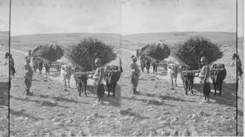 Primitive farming at village near Lyptra’s old site, Biblical Asia Minor